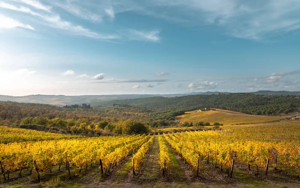 Gyllene Vingårdar Hösten Vid Solnedgången Chianti Region Toscana Italien — Stockfoto
