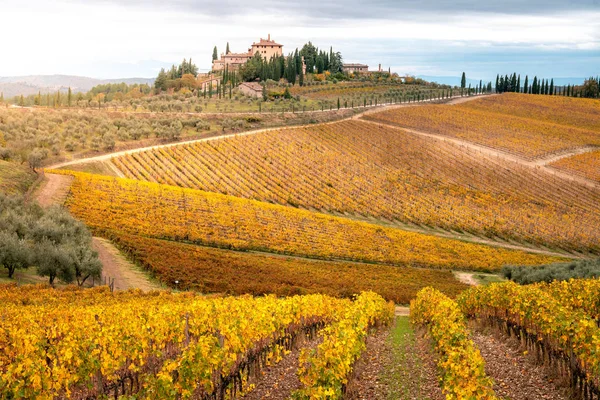 Goldene Weinberge Herbst Bei Sonnenuntergang Chianti Region Toskana Italien — Stockfoto