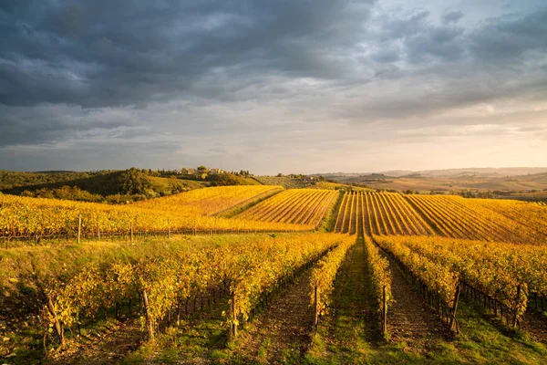 Gyllene Vingårdar Hösten Vid Solnedgången Chianti Region Toscana Italien — Stockfoto