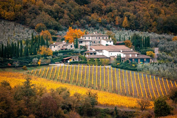 Golden Vineyards Autumn Sunset Chianti Region Tuscany Italy Royalty Free Stock Photos