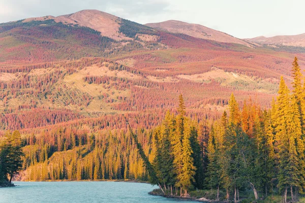 Høstlandskap i de canadiske fjellene – stockfoto