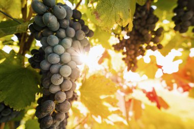 Üzüm meyvesi, hasat öncesi, sonbaharda kapanıyor..