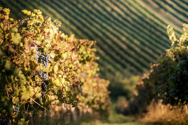 Druefrukt og vingårder om høsten, rett før innhøsting . – stockfoto