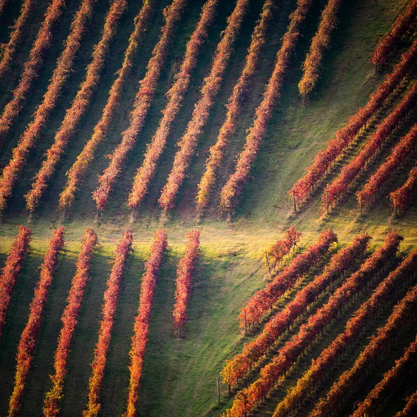秋のブドウ畑の風景。幾何学的形状とテクスチャ — ストック写真