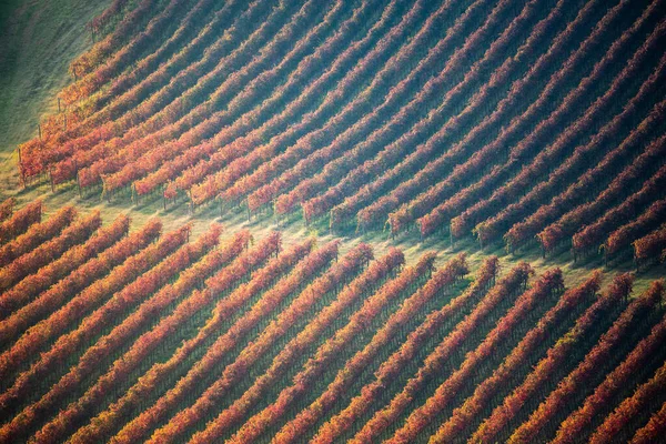 Podzimní vinice krajina. Geometrické tvary a textury — Stock fotografie