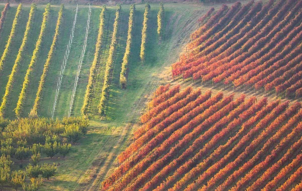 秋のブドウ畑の風景。幾何学的形状とテクスチャ — ストック写真