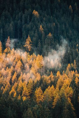 Dolomites Alpleri 'nde sonbahar manzarası, Trentino Alto Adige, İtalya.