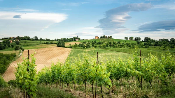 Vihreät viinitarhat ja ihana taivas, idyllinen maisema. Italia kuvapankkikuva