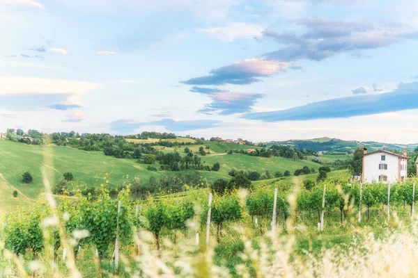 Grønne vingårder og vidunderlig himmel, idyllisk landskap. Italia – stockfoto