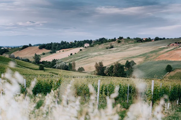 Vihreät viinitarhat ja ihana taivas, idyllinen maisema. Italia — kuvapankkivalokuva