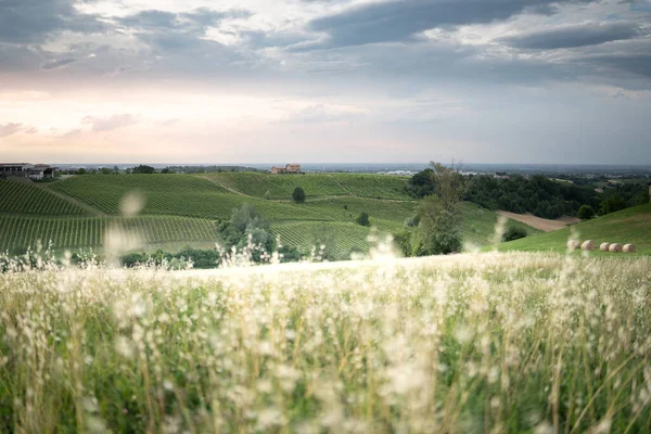 Vihreät viinitarhat ja ihana taivas, idyllinen maisema. Italia — kuvapankkivalokuva