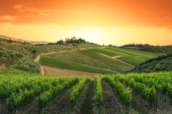 Vinice při západu slunce, Toskánsko, Itálie. Region Chianti — Stock fotografie