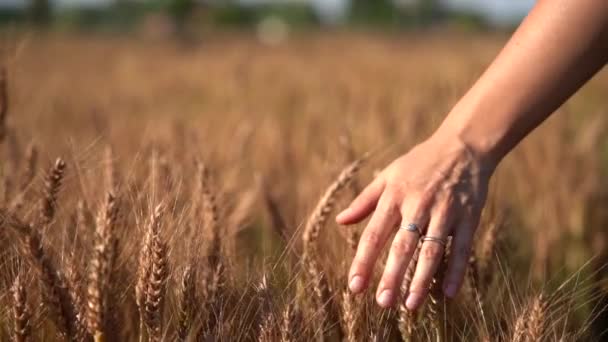 Frauenhand im goldgelben Weizenfeld, flache Schärfentiefe in Zeitlupe. — Stockvideo