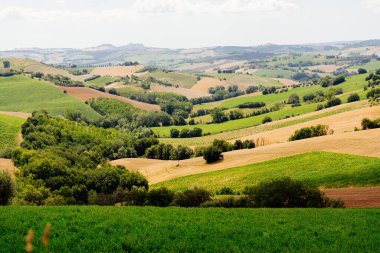 Marche Bölgesi, yazın ekilmiş tepeler, çayır, buğday ve yeşil tarlalar. İtalya