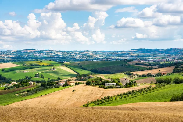 Marche Region, obdělávané kopce v létě, louky, pšenice a zelená pole. Itálie — Stock fotografie