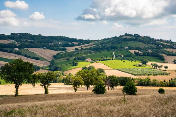 Marche Region, obdělávané kopce v létě, louky, pšenice a zelená pole. Itálie — Stock fotografie