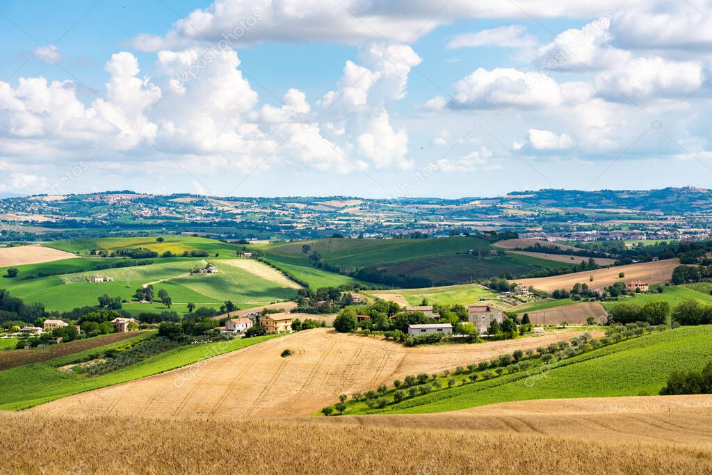 Marche Region, cultivated hills in summer, meadow, wheat and green fields. Italy