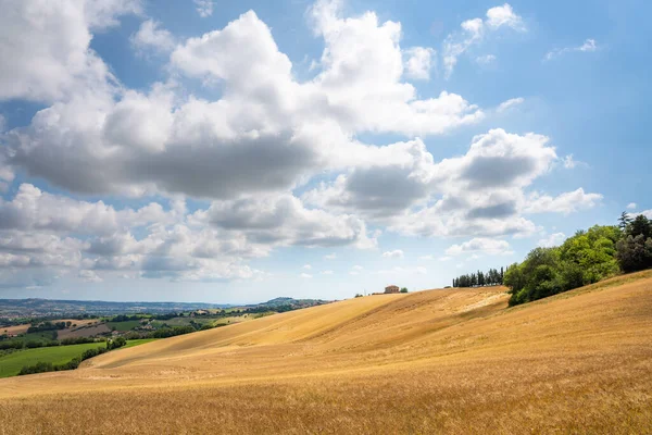 Región de las Marcas, colinas cultivadas en verano, prado, trigo y campos verdes. Italia — Foto de Stock