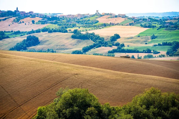 Région des Marches, collines cultivées en été, prés, champs de blé et de verdure. Italie — Photo