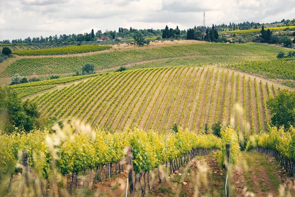 สวนองุ่นในฤดูใบไม้ผลิ ทัสกานี อิตาลี ภูมิภาค Chianti — ภาพถ่ายสต็อก