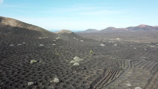 La Geria, lanzarote winnice z góry, wulkaniczny krajobraz Lanzarote — Wideo stockowe