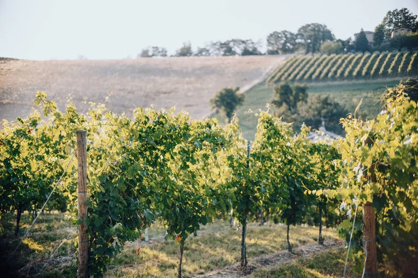 Viinitarhat ja maisema Italiassa — kuvapankkivalokuva