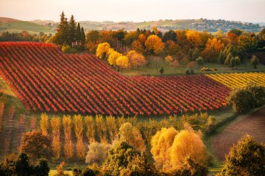 Autumn landscape, foliage and vineyards in Castelvetro, Modena, Italy clipart