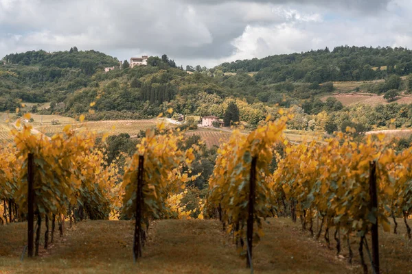 Toscana, vinhas no Outono. Itália — Fotografia de Stock