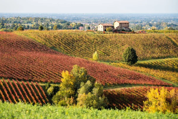 Jesienny krajobraz, liście i winnice w Castelvetro, Modena, Włochy — Zdjęcie stockowe