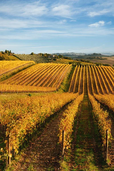 Chianti region, cypress trees and vineyards, autumn landscape,Tuscany – stockfoto