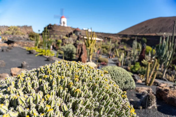Cactus garden, Lanzarote, Canary Islands, Spain — 图库照片