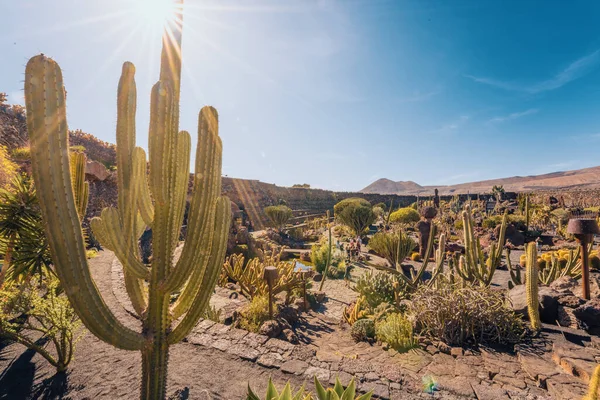 Giardino dei cactus, Lanzarote, Isole Canarie, Spagna — Foto Stock