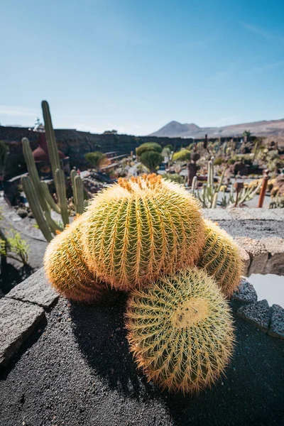 Giardino dei cactus, Lanzarote, Isole Canarie, Spagna — Foto Stock