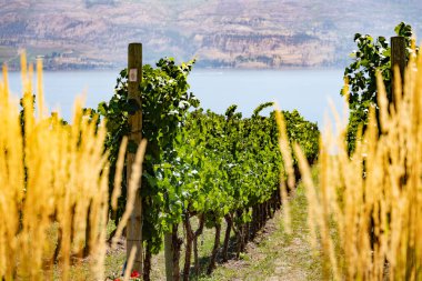 Batı Kanada 'da Okanagan şarap ülkesi, British Columbia. Peyzaj