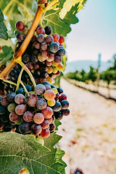 Okanagan vinland i Vest-Canada, Britisk Columbia. Landskap – stockfoto