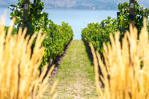 Okanagan vinland i Vest-Canada, Britisk Columbia. Landskap – stockfoto