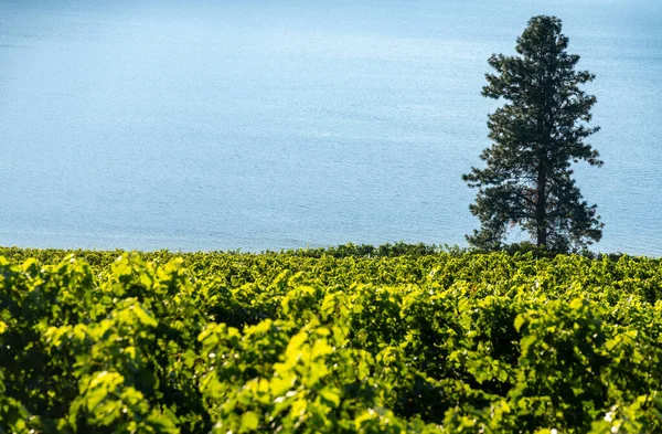 ประเทศไวน์โอคานากันในแคนาดาตะวันตก บริติชโคลัมเบีย ภูมิทัศน์ — ภาพถ่ายสต็อก