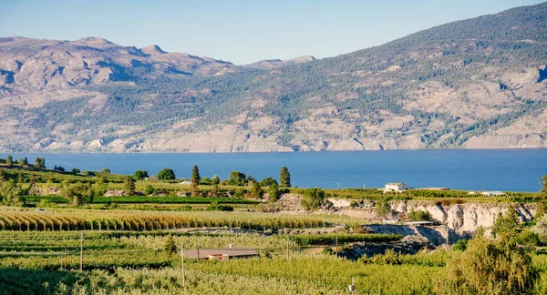 Okanagan viini maa Länsi-Kanadassa, Brittiläinen Kolumbia. Maisema — kuvapankkivalokuva