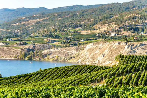 Okanagan vinland i Vest-Canada, Britisk Columbia. Landskap – stockfoto