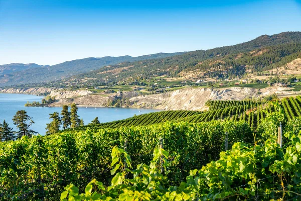 Okanagan wine country in Western Canada, British Columbia. Landscape