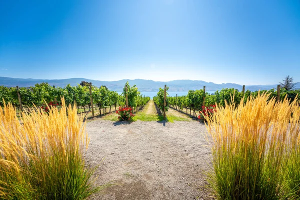 Okanagan viini maa Länsi-Kanadassa, Brittiläinen Kolumbia. Maisema — kuvapankkivalokuva