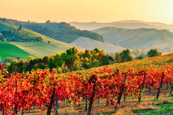 Осінній пейзаж, виноградники і пагорби на заході сонця. Модена, Італія — стокове фото