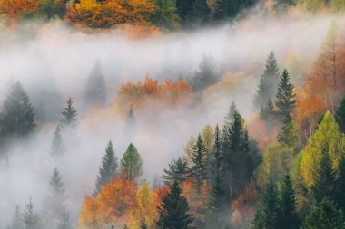 Sisin içinden sonbahar ağaçları çıkar, dingin ve renkli bir manzara yaratır. Slovenya