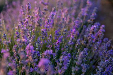 Lavanta alan ve gün batımı 