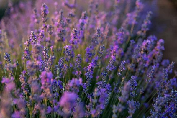 Lavanta alan ve gün batımı 