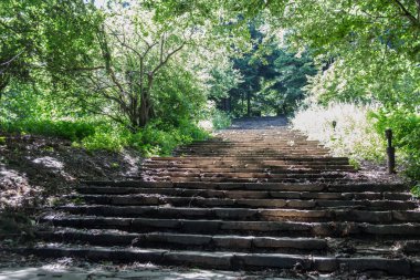 Ormandaki eski merdivenler