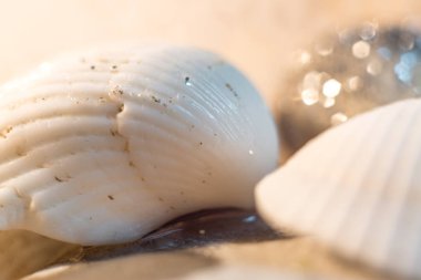 deniz kabuğu makro taş