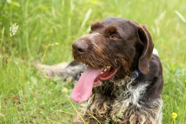 Alman avcılık watchdog drahthaar, yaz aylarında güzel köpek portre