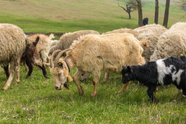 Koyunlar ve keçiler baharda yeşil çimlerde otlar.