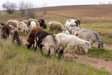 Koyunlar ve keçiler baharda yeşil çimlerde otlar.
